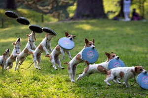 dog wallpapers frisbee