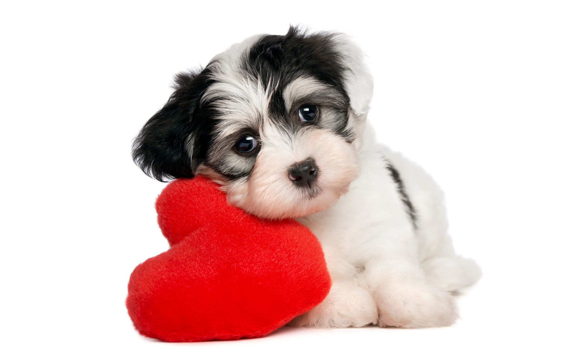 dog wallpapers heart