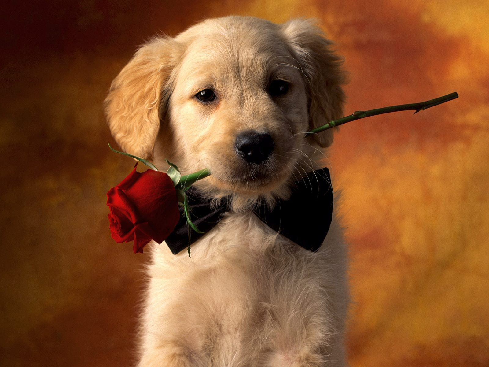 dog wallpapers love