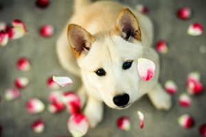 dog wallpapers magnificent
