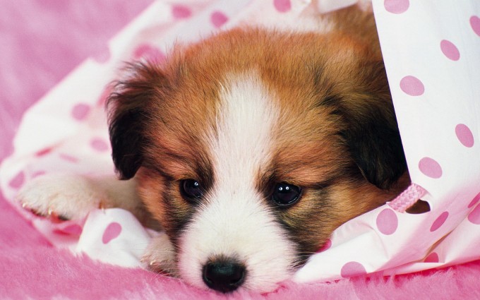 dog wallpapers pink