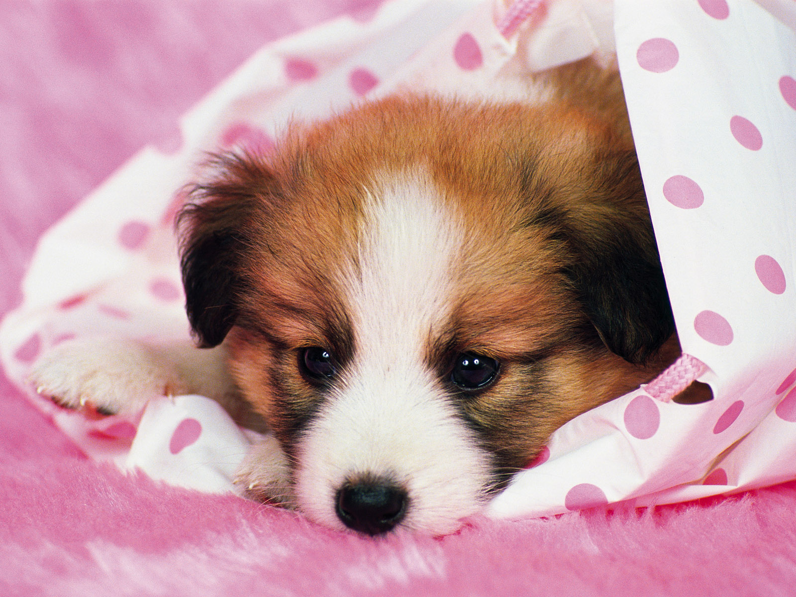 dog wallpapers pink