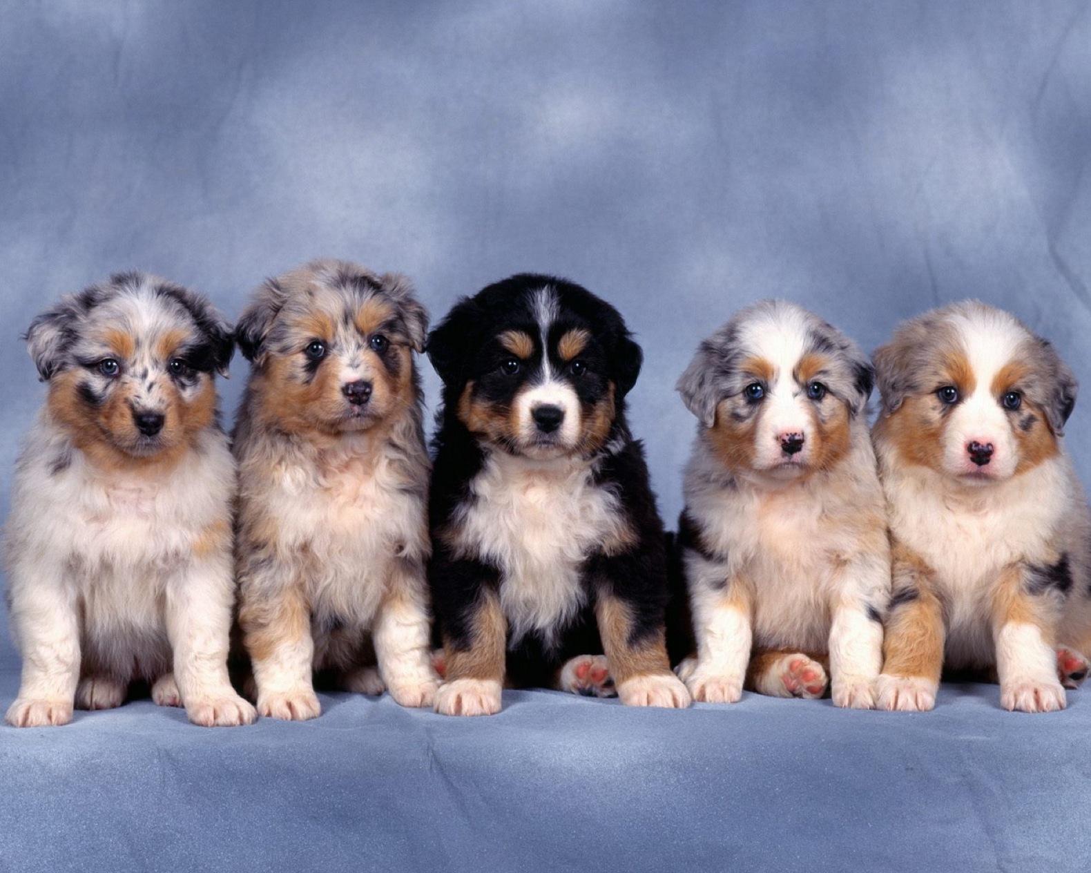 dog wallpapers puppies