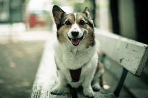 dog wallpapers sitting