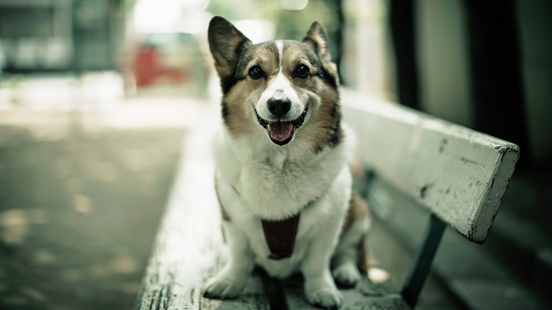 dog wallpapers sitting