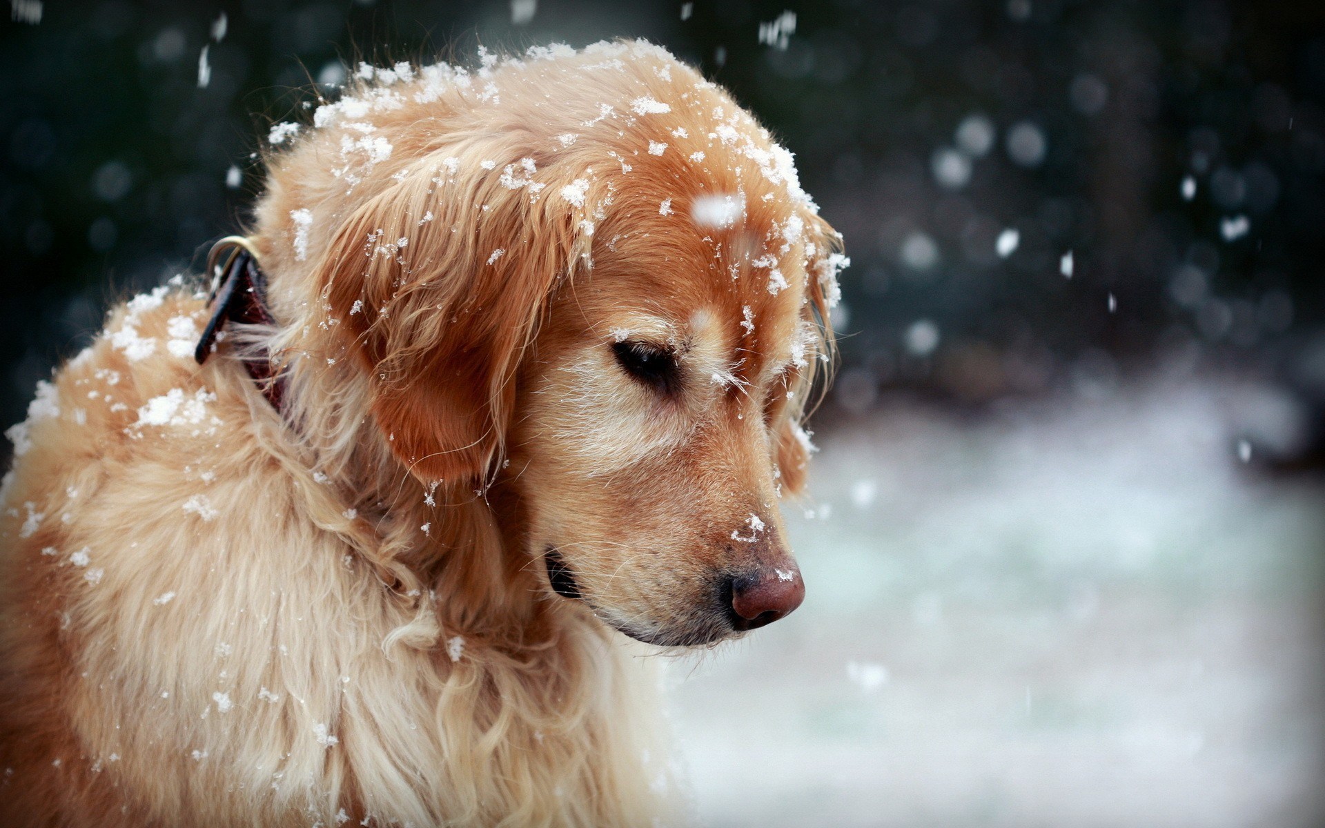 dog wallpapers snow winter