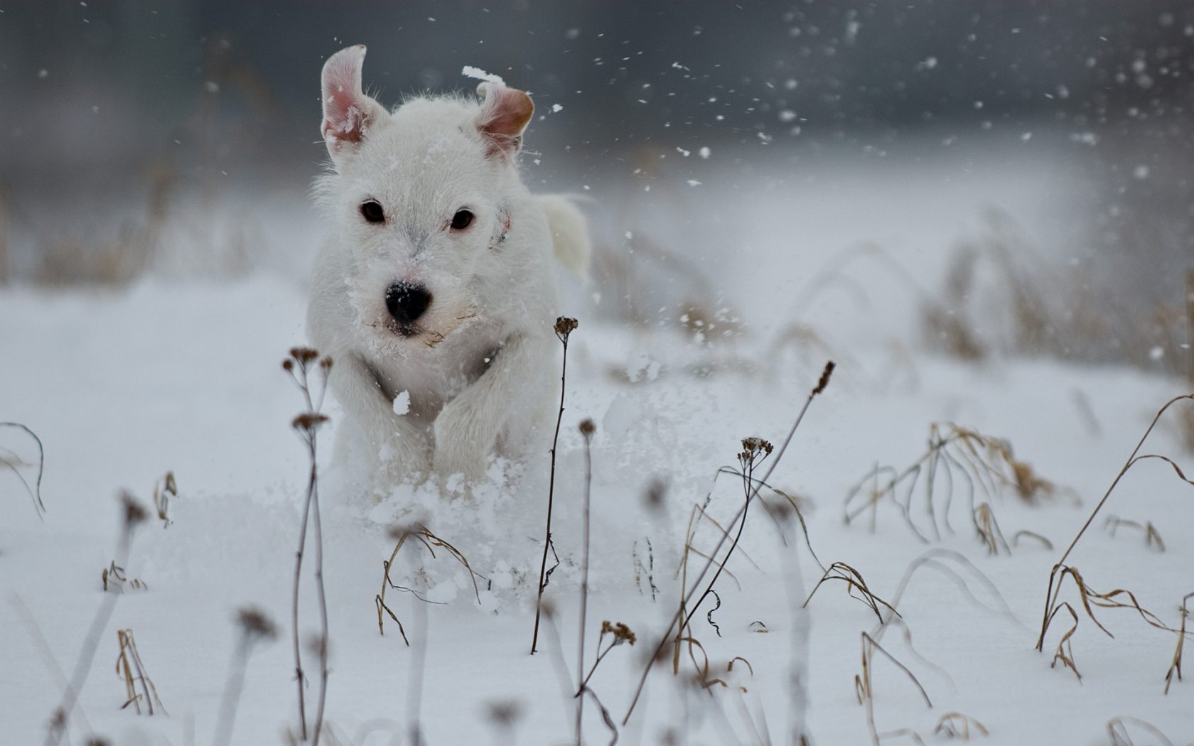 dog wallpapers snow
