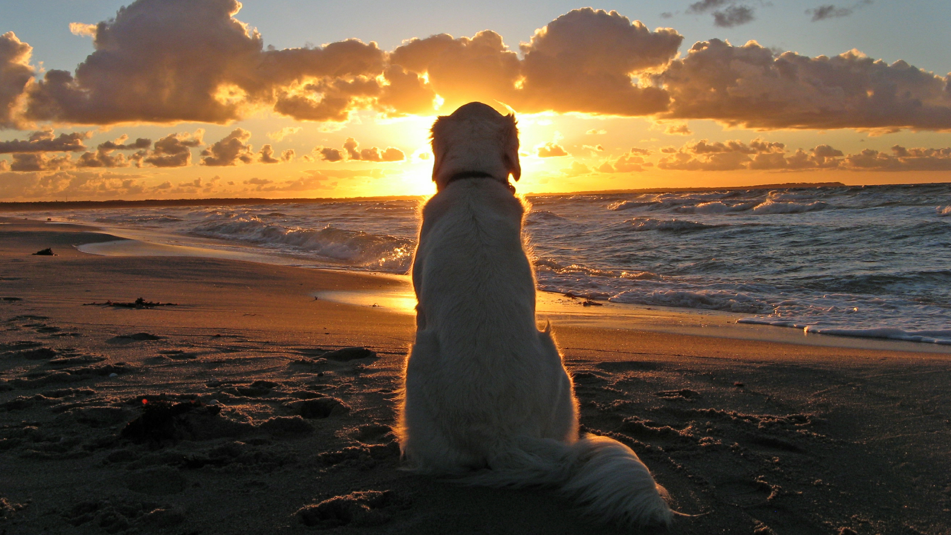 dog wallpapers sunset