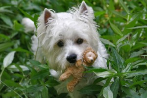 dog wallpapers toy