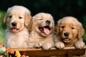 dogs cute wallpapers