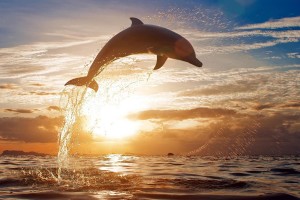 dolphin photos