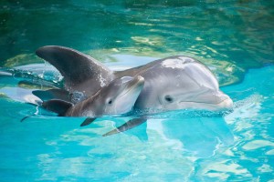 dolphin wallpaper baby