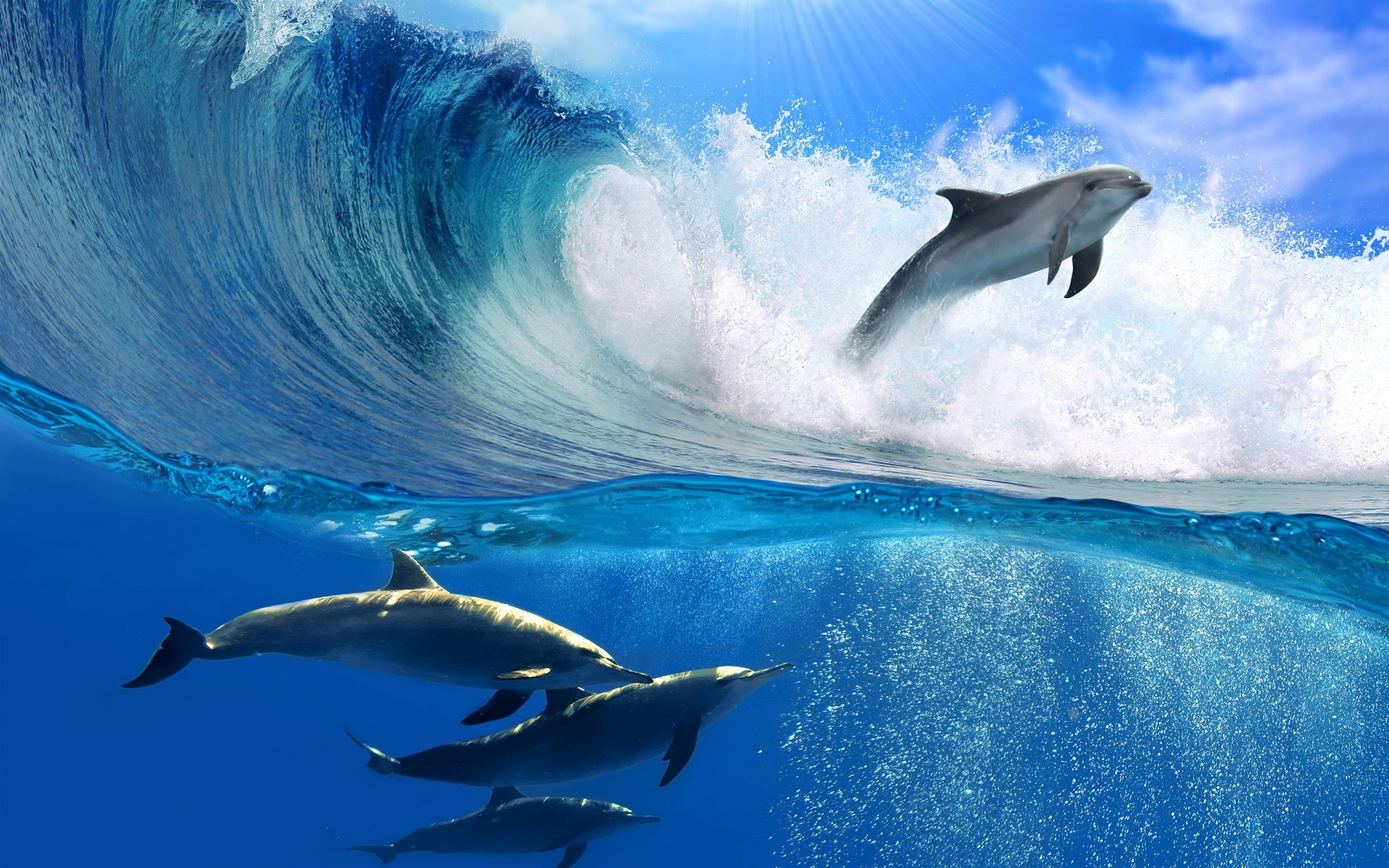 dolphin wallpaper cool