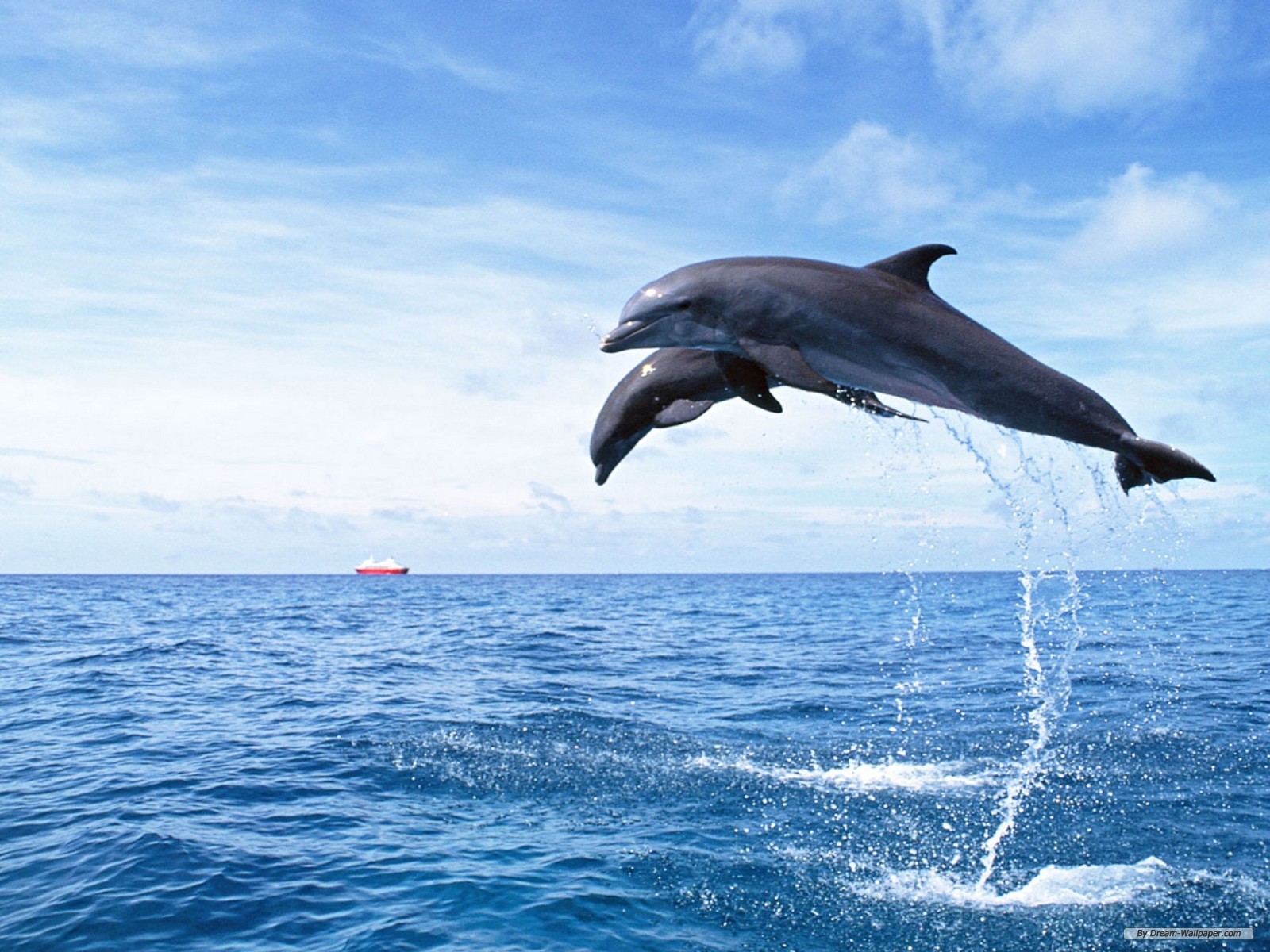 dolphin wallpaper flying