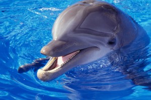 dolphin wallpaper great