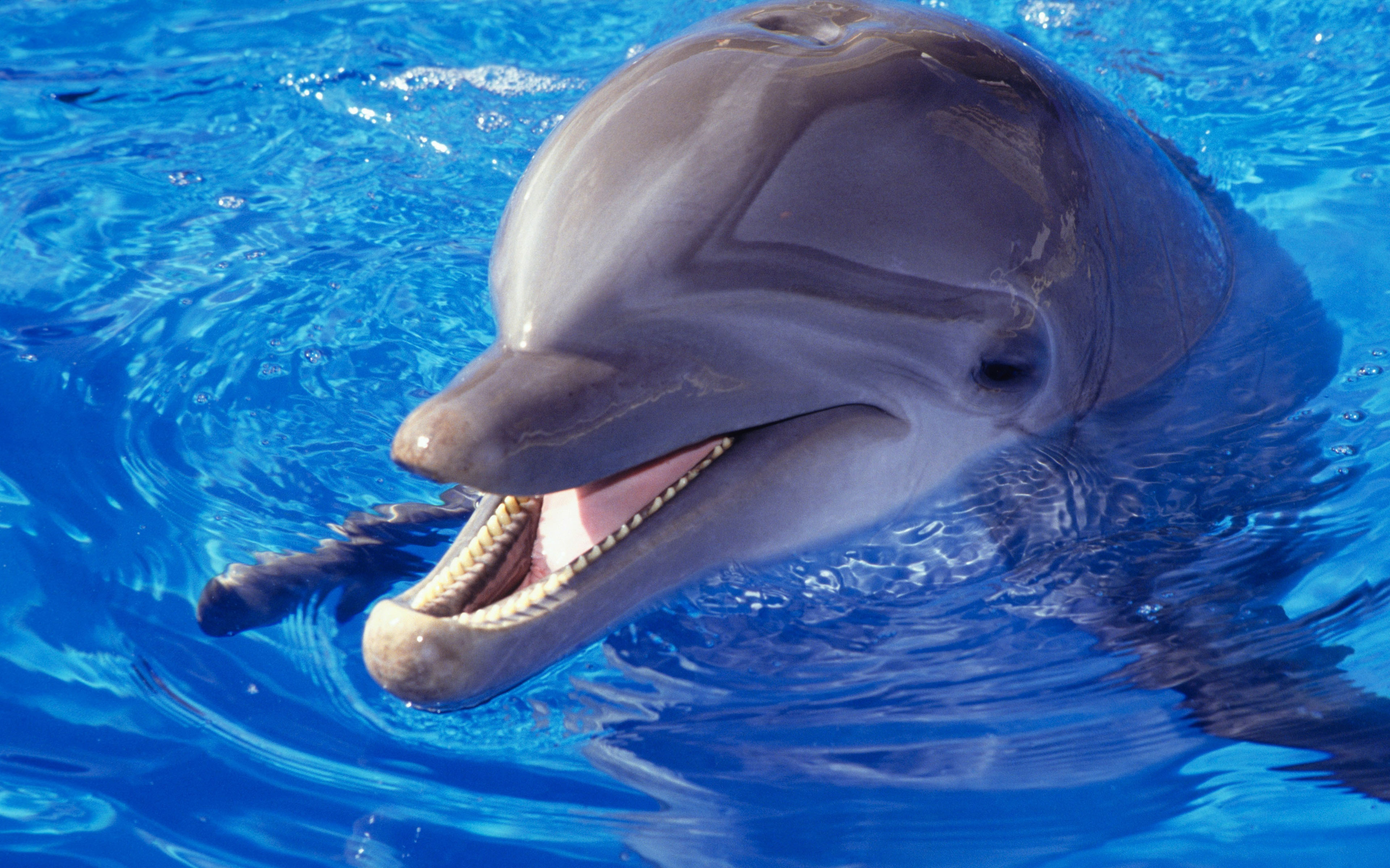 Дельфины с удовольствием разучивают и выполняют разные. Черноморская Афалина. Дельфин млекопитающее. Дельфин млекопитающий. Дельфин Афалина улыбается.