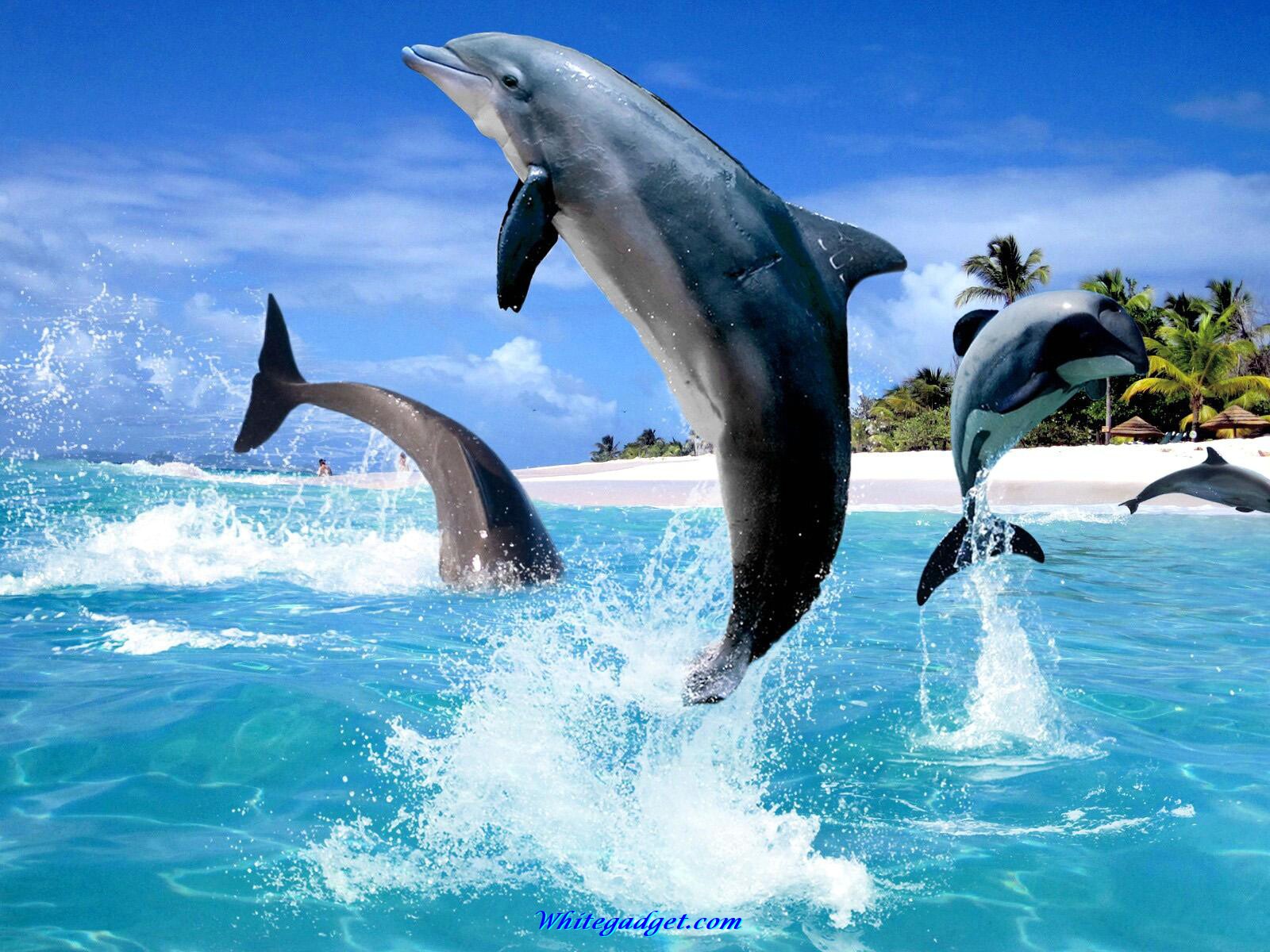 dolphin wallpaper hd
