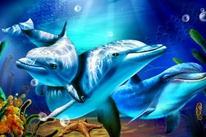 dolphin wallpaper image