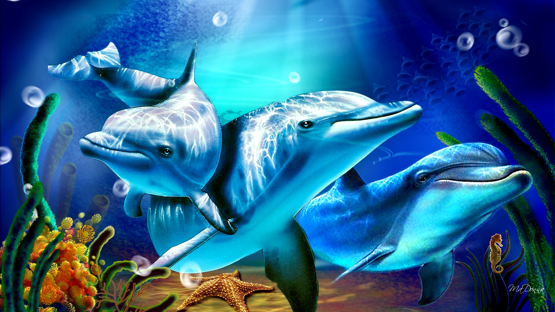 dolphin wallpaper image
