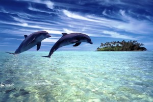 dolphin wallpaper island