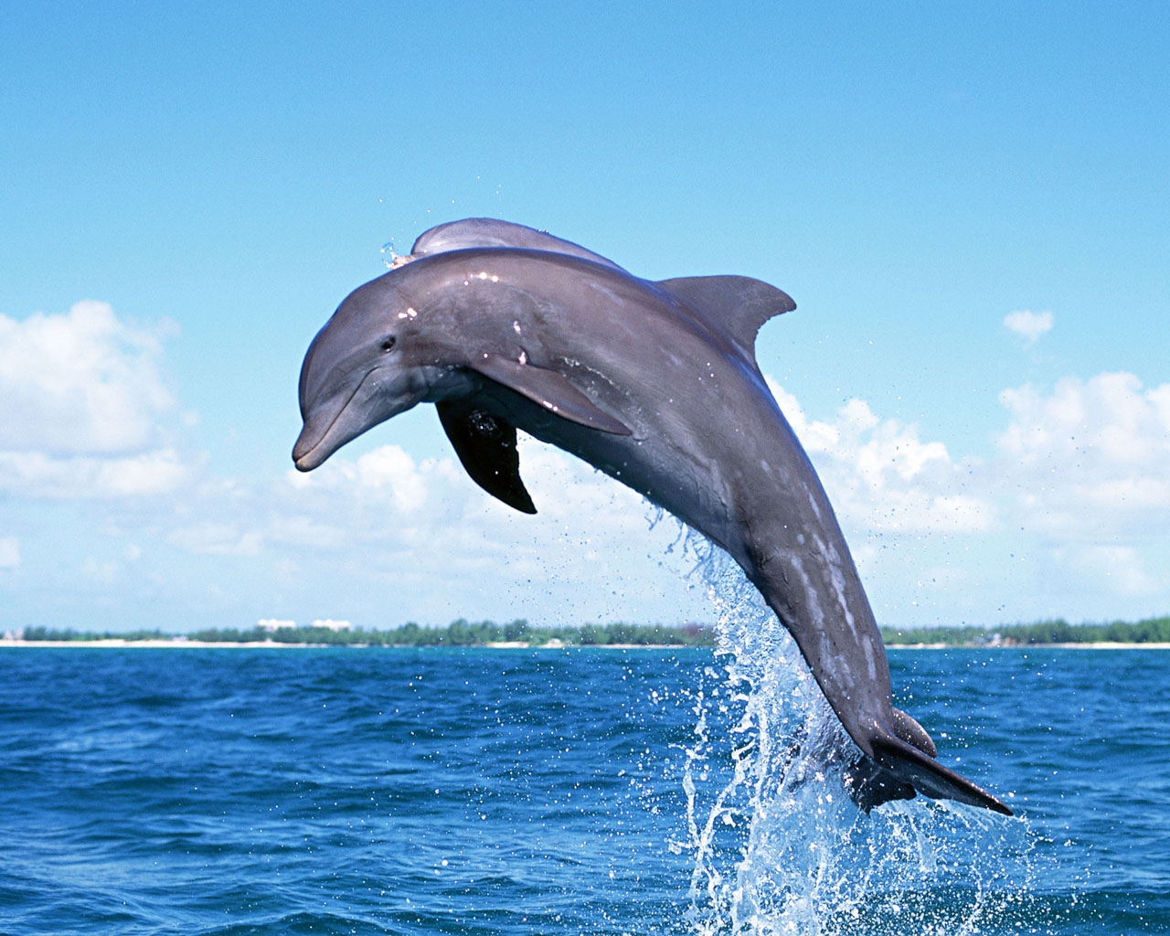 dolphin wallpaper jump