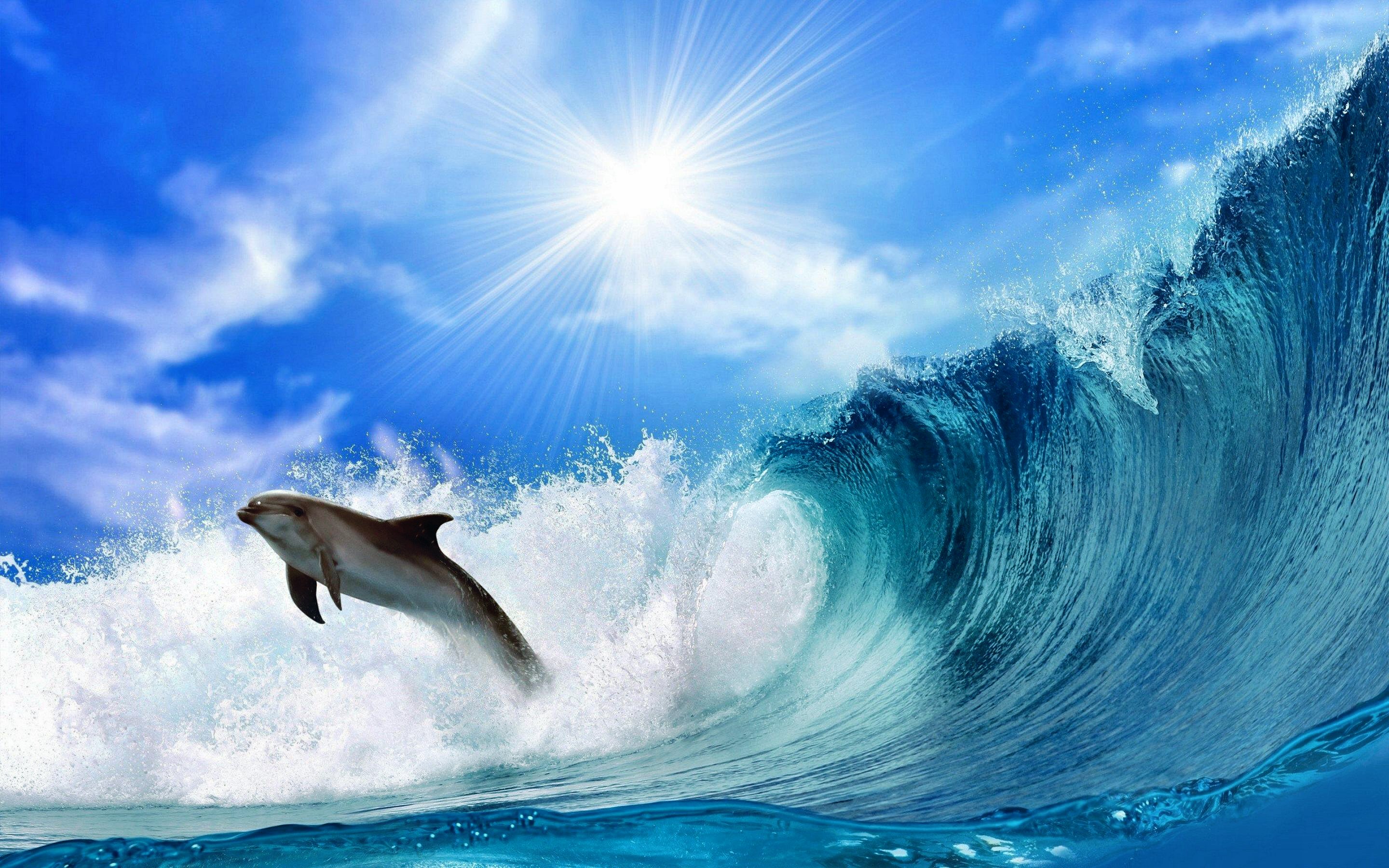 dolphin wallpaper ocean