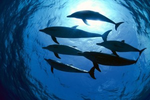 dolphin wallpaper photo