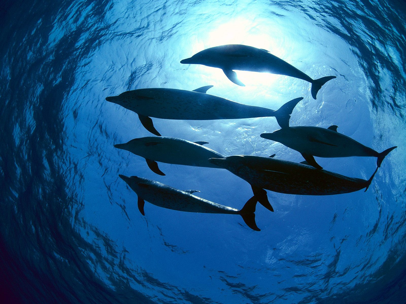 dolphin wallpaper photo
