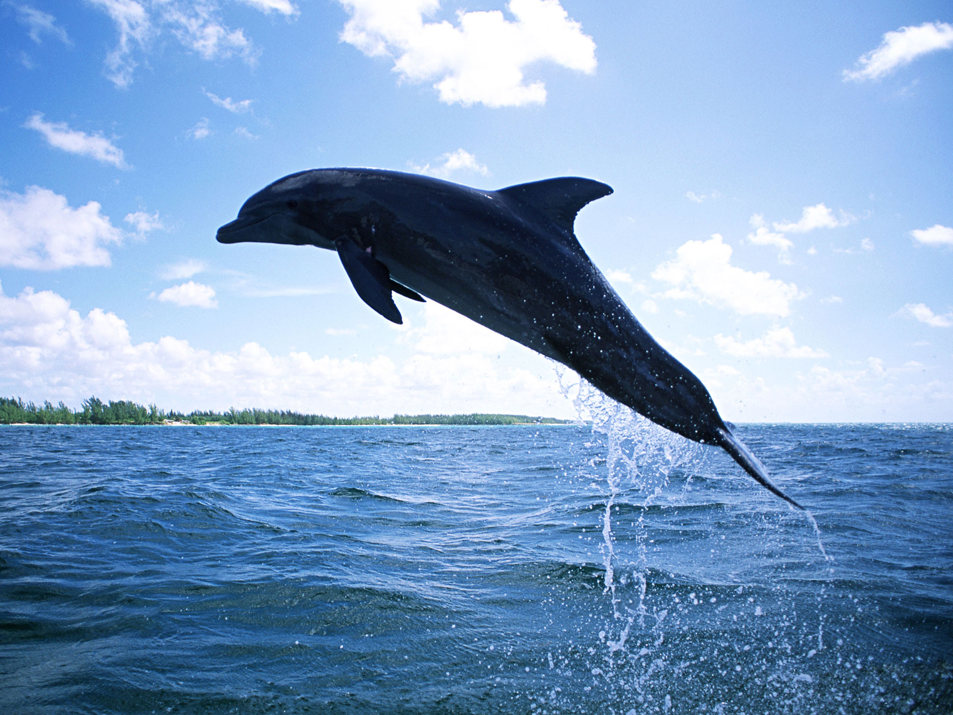 dolphin wallpaper sea