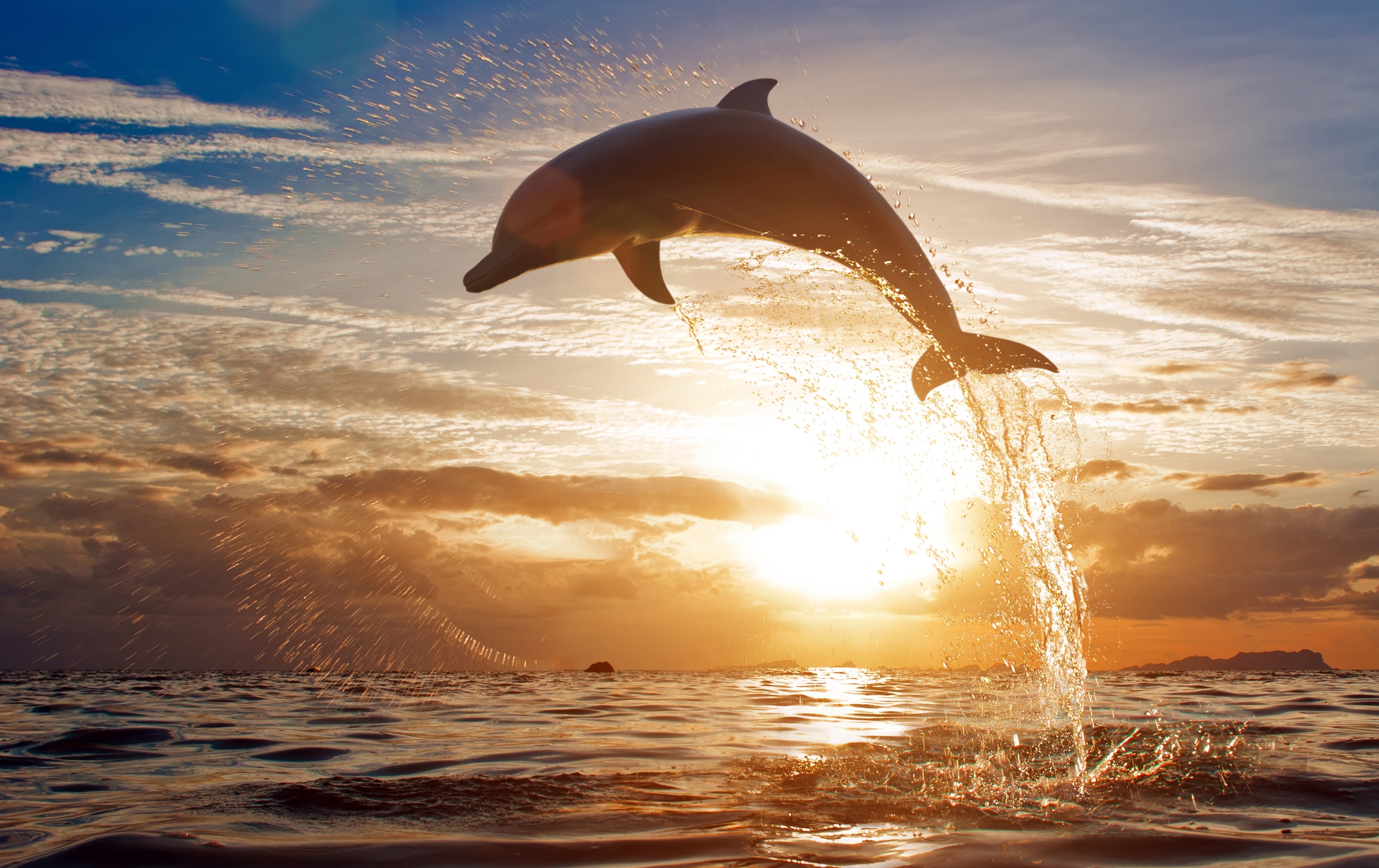 dolphin wallpaper sunset
