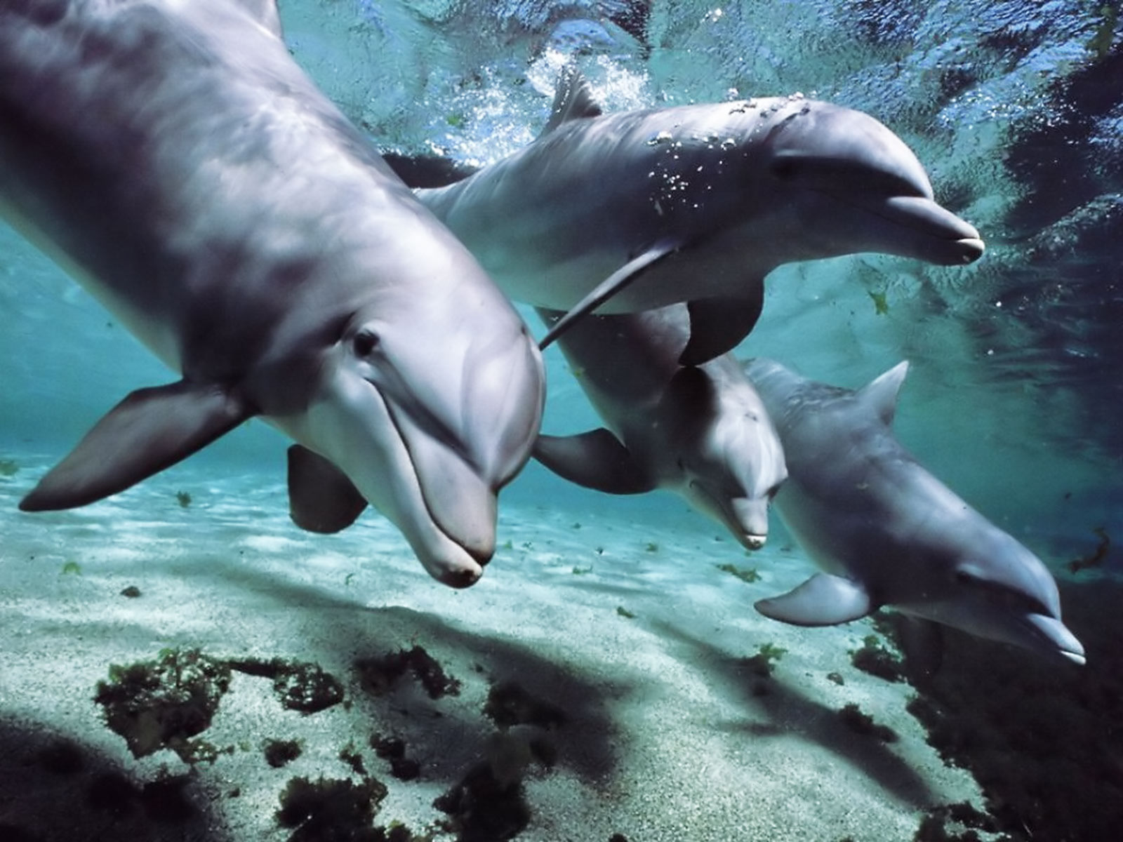 dolphin wallpaper underground