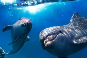 dolphin wallpaper underwater