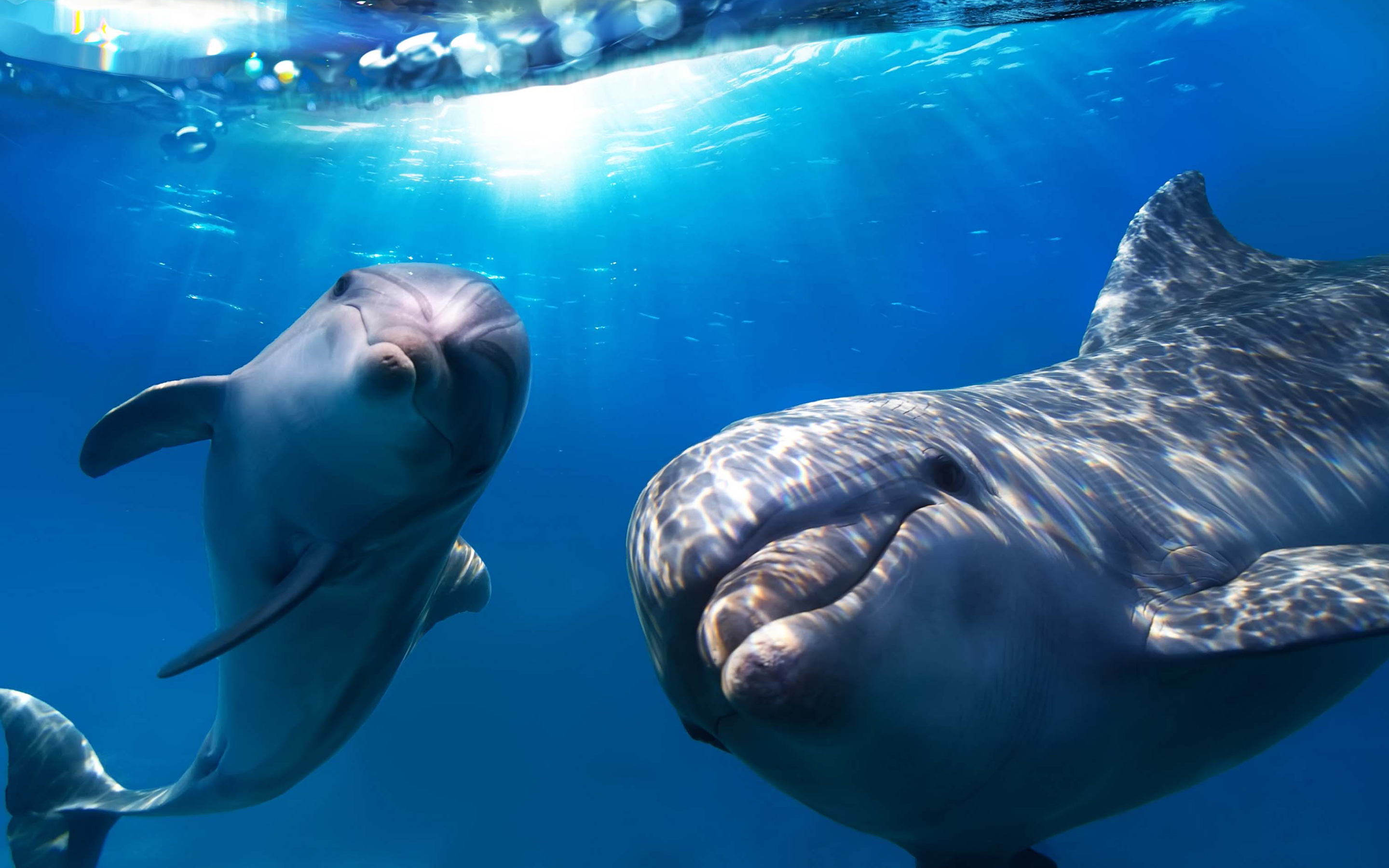 dolphin wallpaper underwater