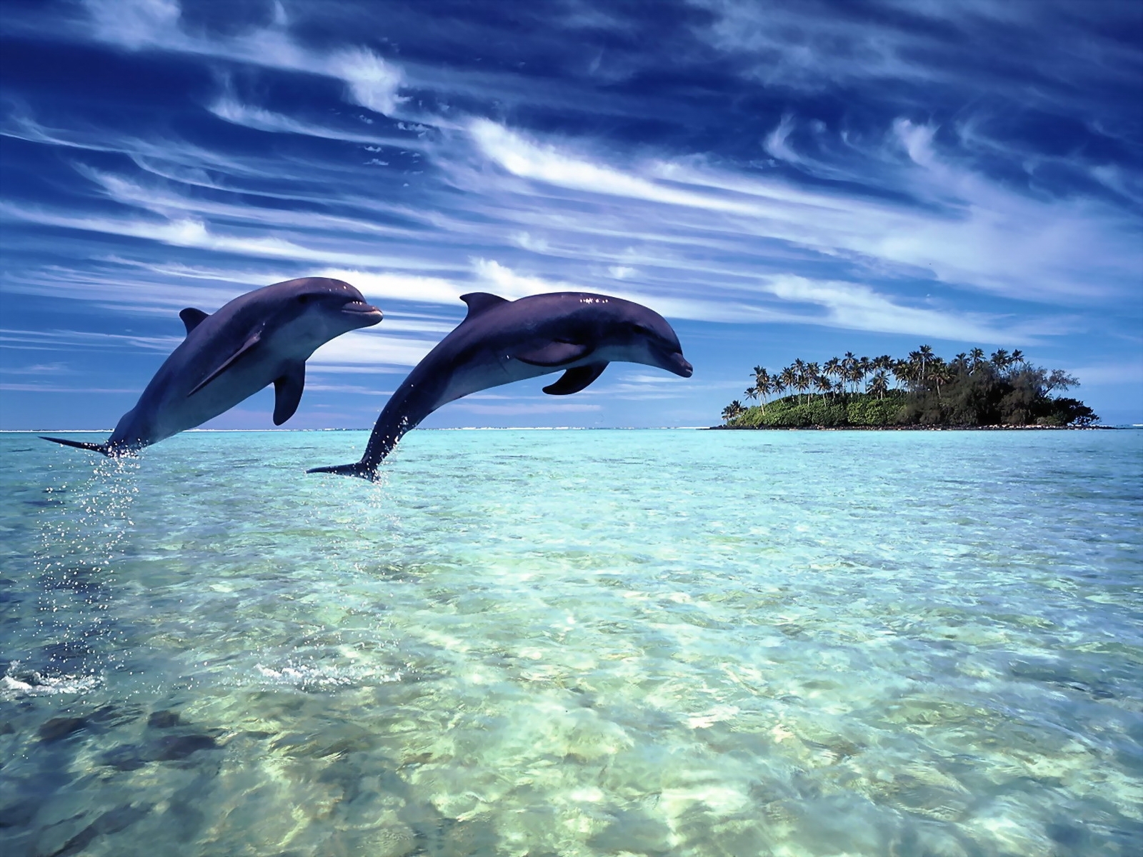 dolphin wallpaper water