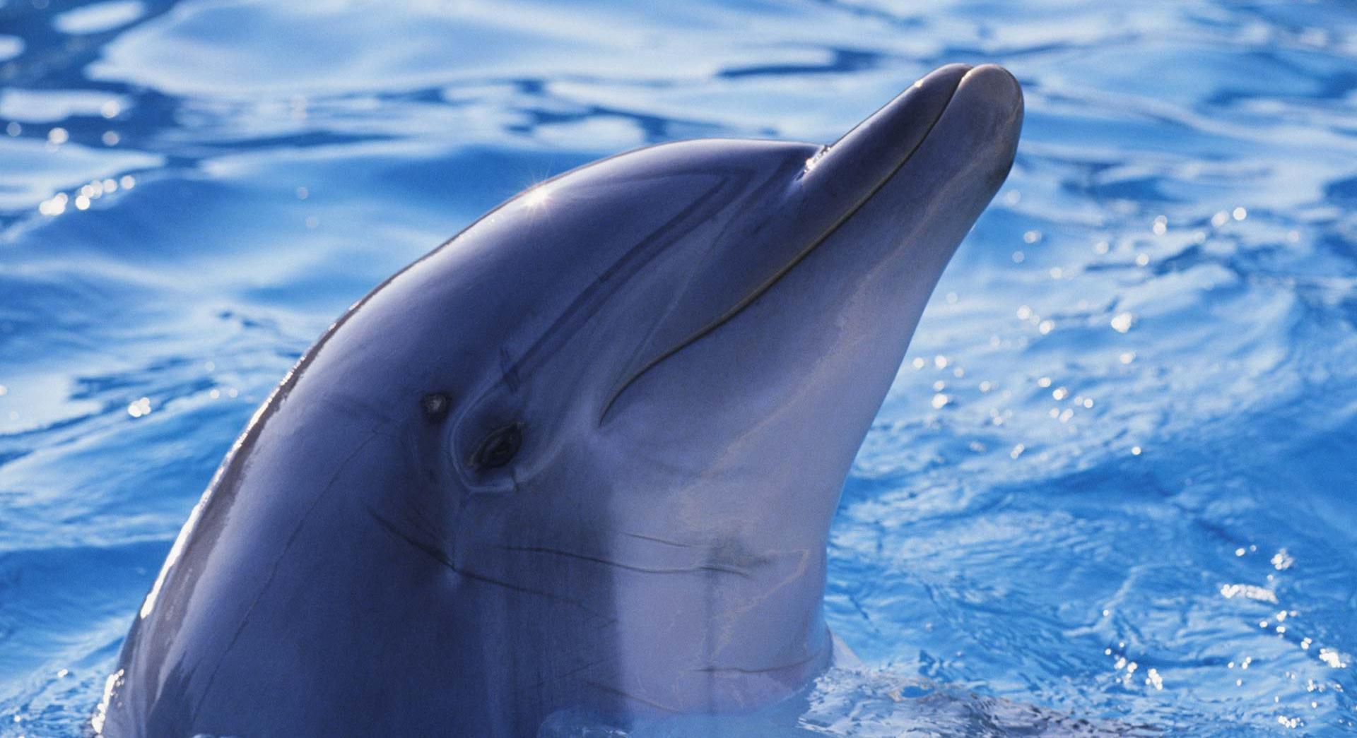 dolphin  hd
