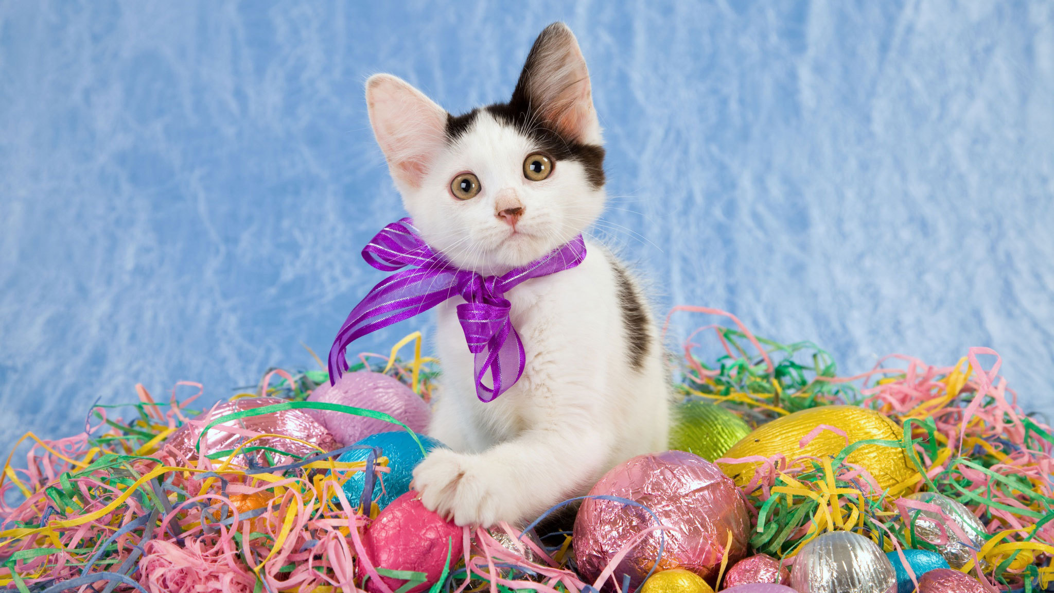 easter wallpapers eggs hd cat