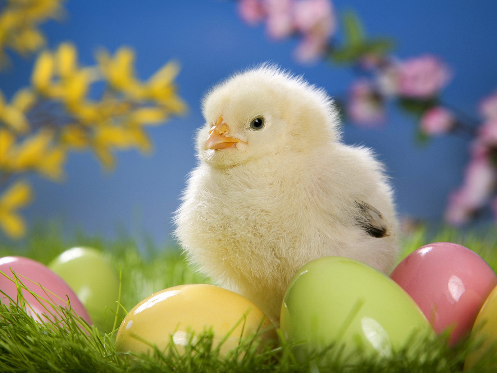 easter wallpapers eggs hd chick