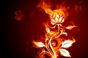 fire wallpaper flower