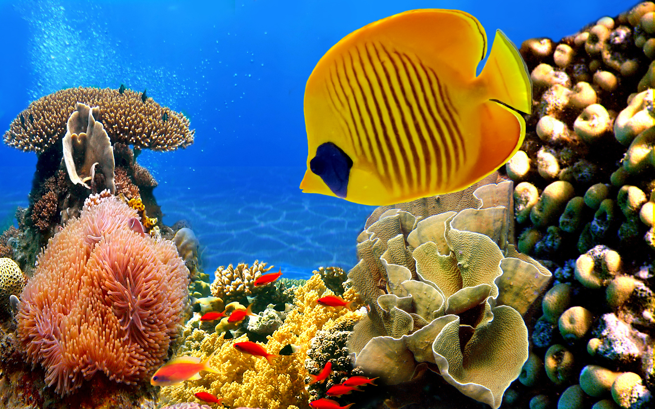 fish aquarium wallpaper - HD Desktop Wallpapers | 4k HD