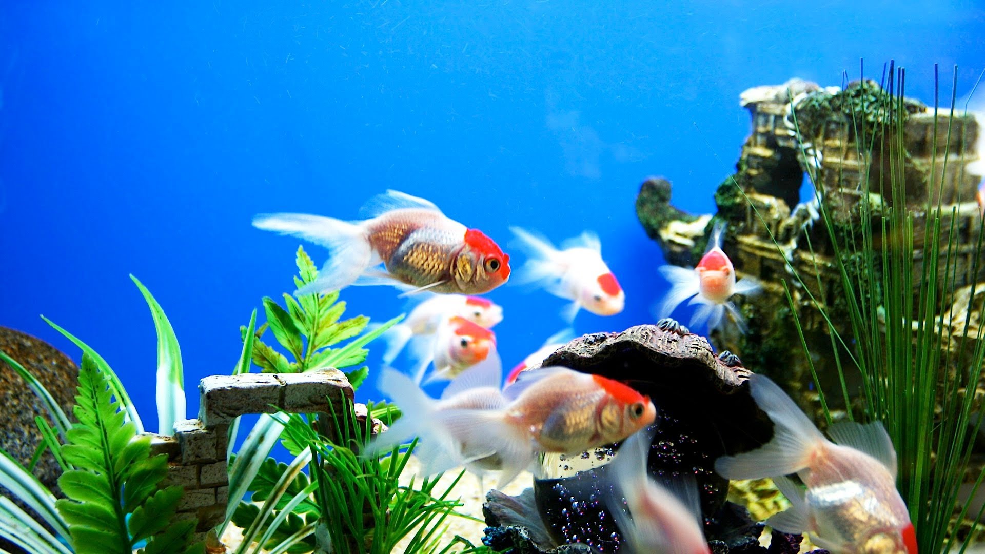fish wallpaper aquarium nice
