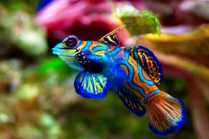 fish wallpaper colorful