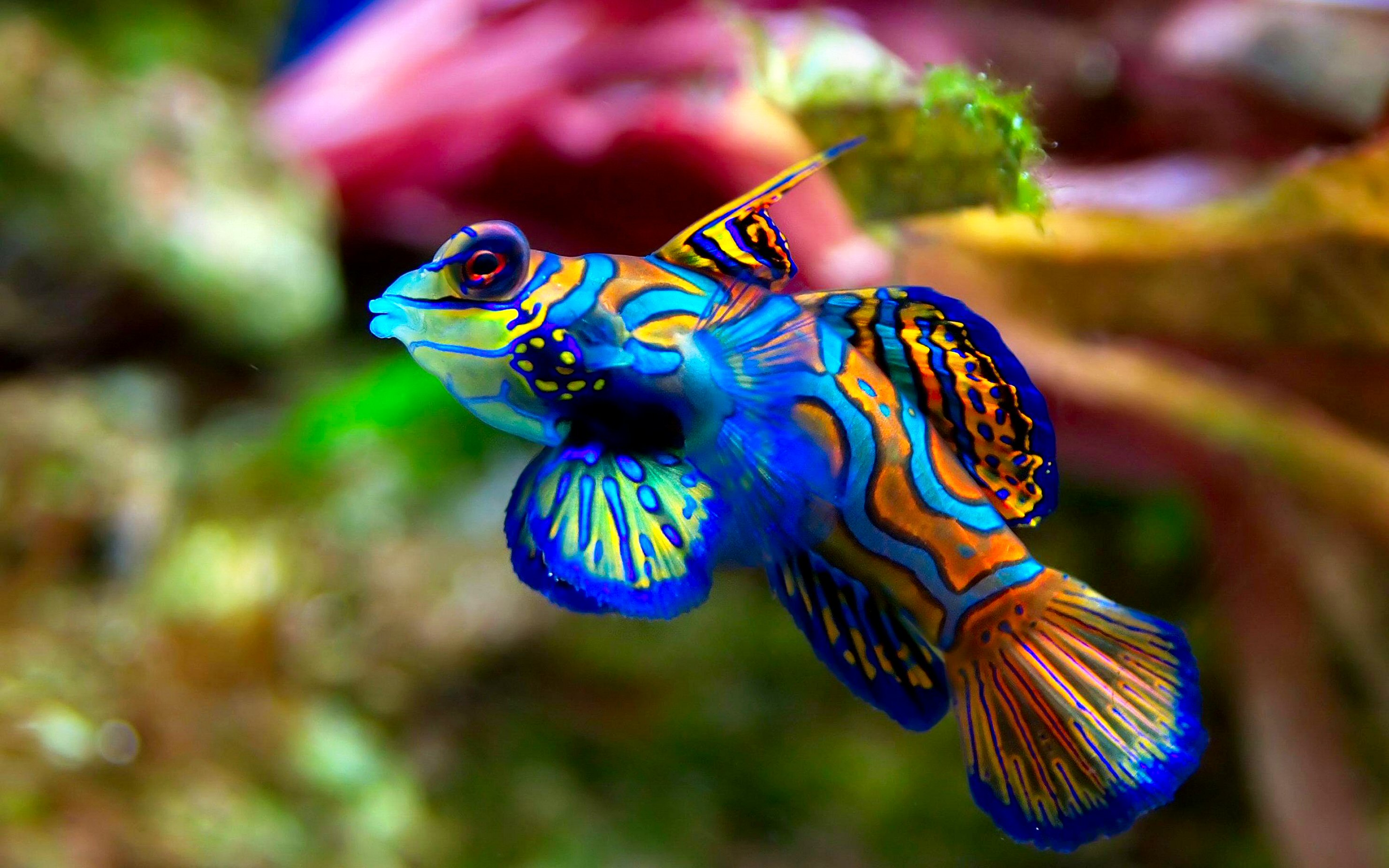 fish wallpaper colorful