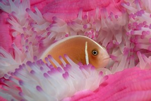 fish wallpaper pink