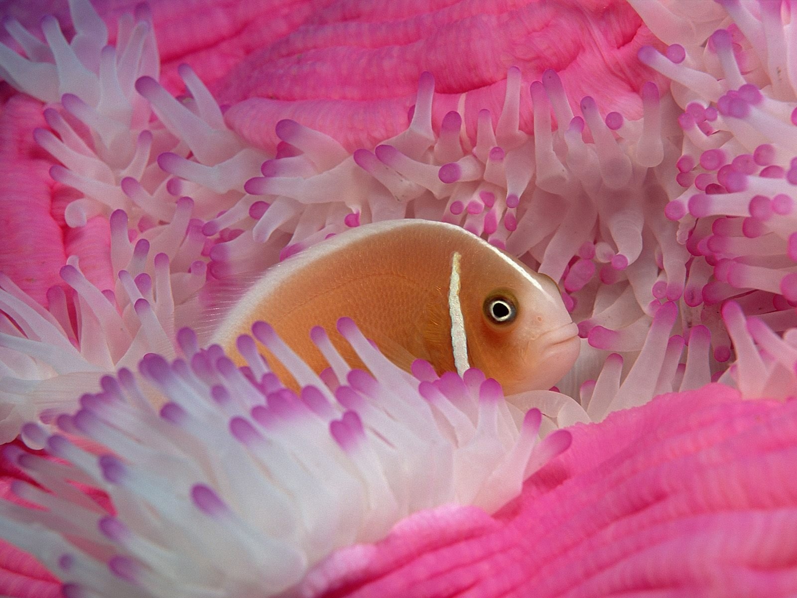 fish wallpaper pink