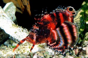 fish wallpaper red stripes