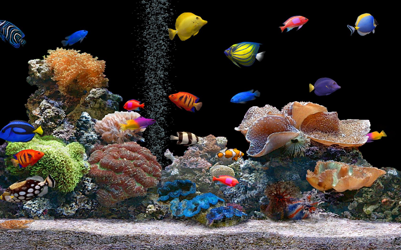 fish wallpaper tank