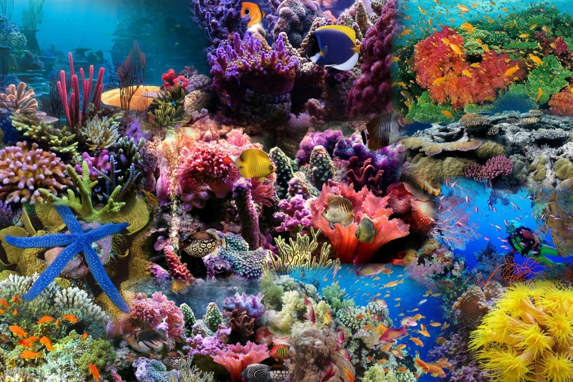 fish wallpaper undersea
