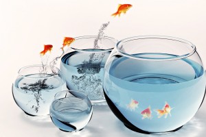 fishes wallpaper