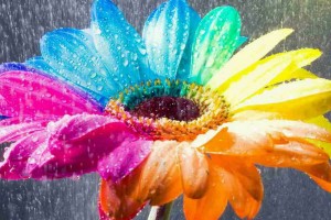 flower wallpapers colorful rain