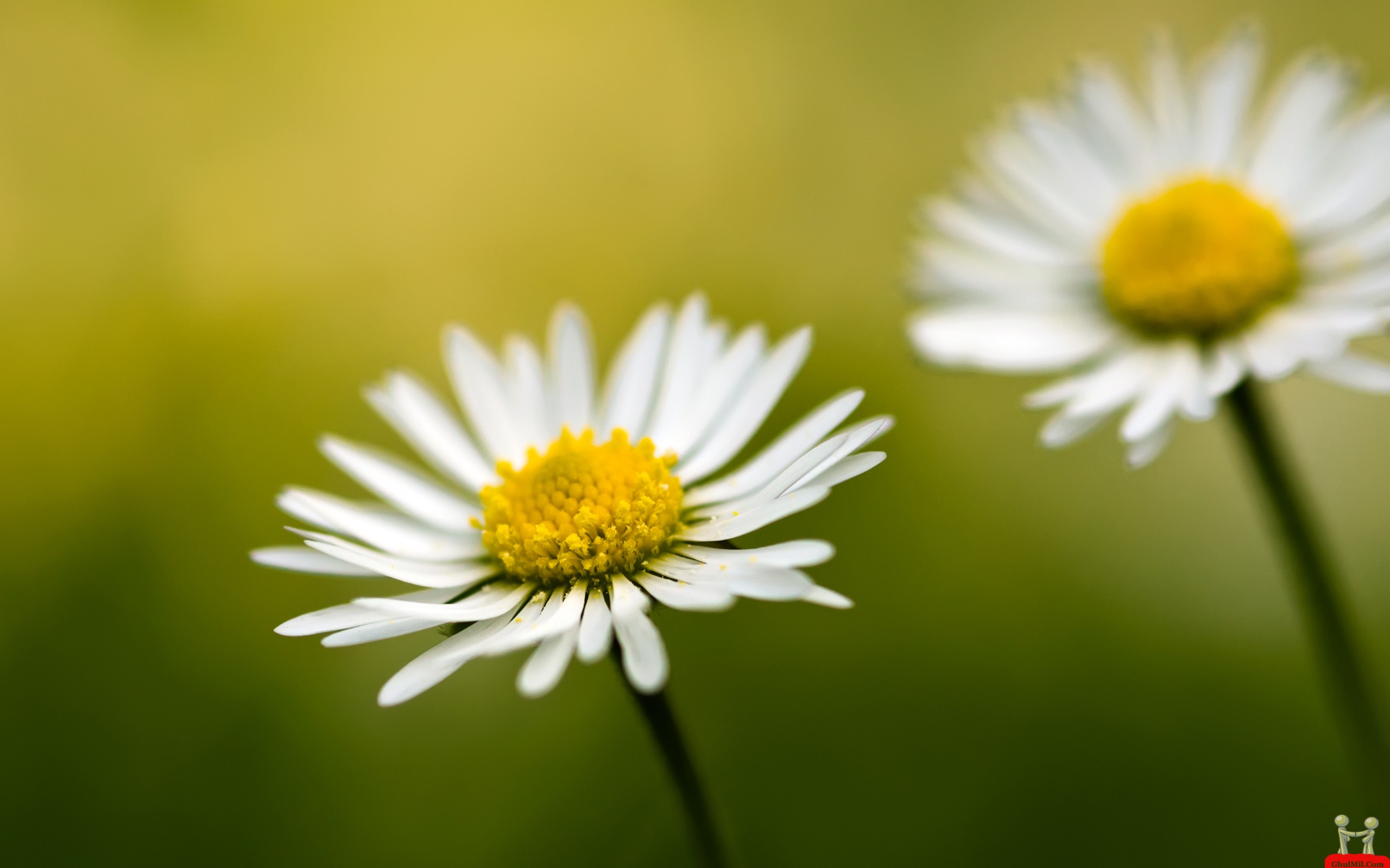 flower wallpapers daisy